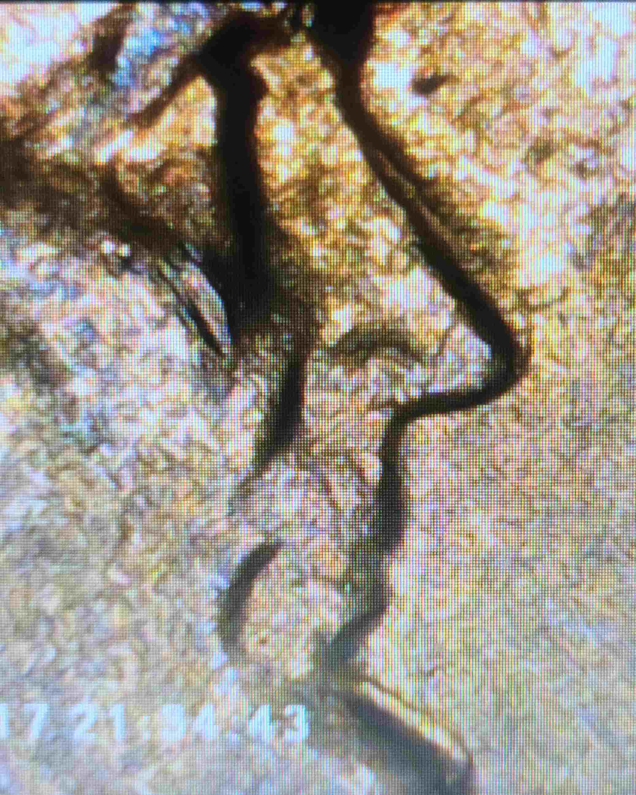 Do-I-Have-A-1970-S-Lincoln-Cent-DDO?