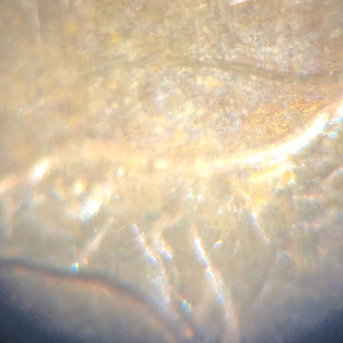 2000-P-Sacagawea-Dollar-Ever-See-This?