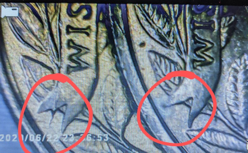 Looking-To-Identify-If-These-Are-Truly-Errors-On-These-State-Quarters