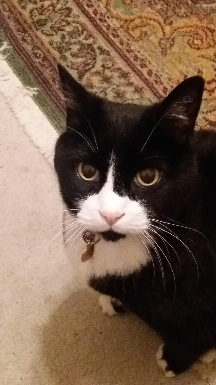 I-Lost-My-Kitty-Today