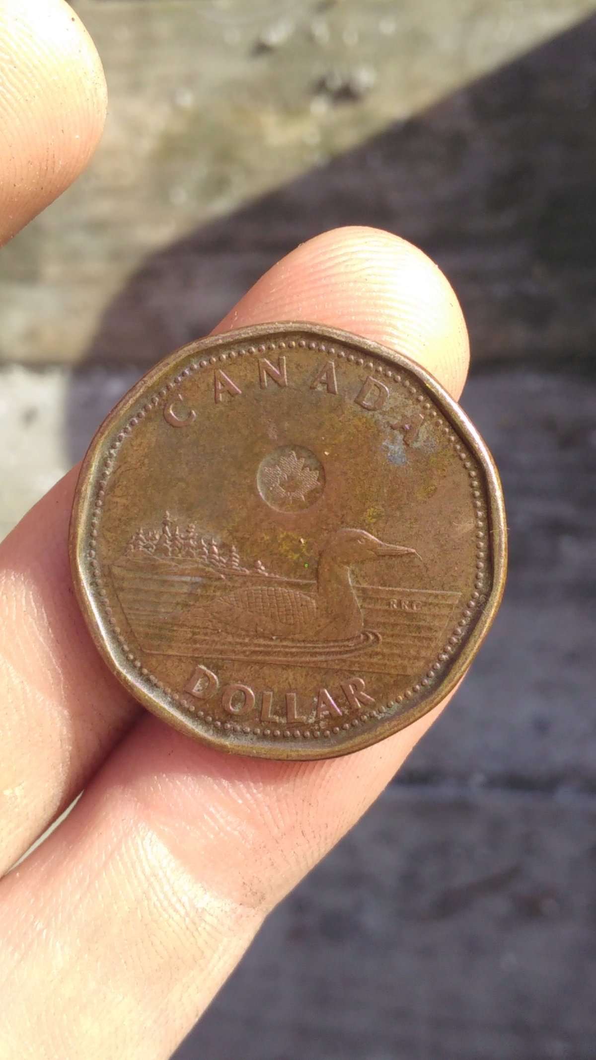 HI-I'm-New-To-This-Forum,-I-Got-A-Random-Wierd-Loonie