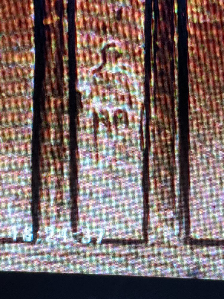 2006-Lincoln-Cent-Looks-Like-One-Of-The-Doubled-Dies-Maybe-WDDR-002?