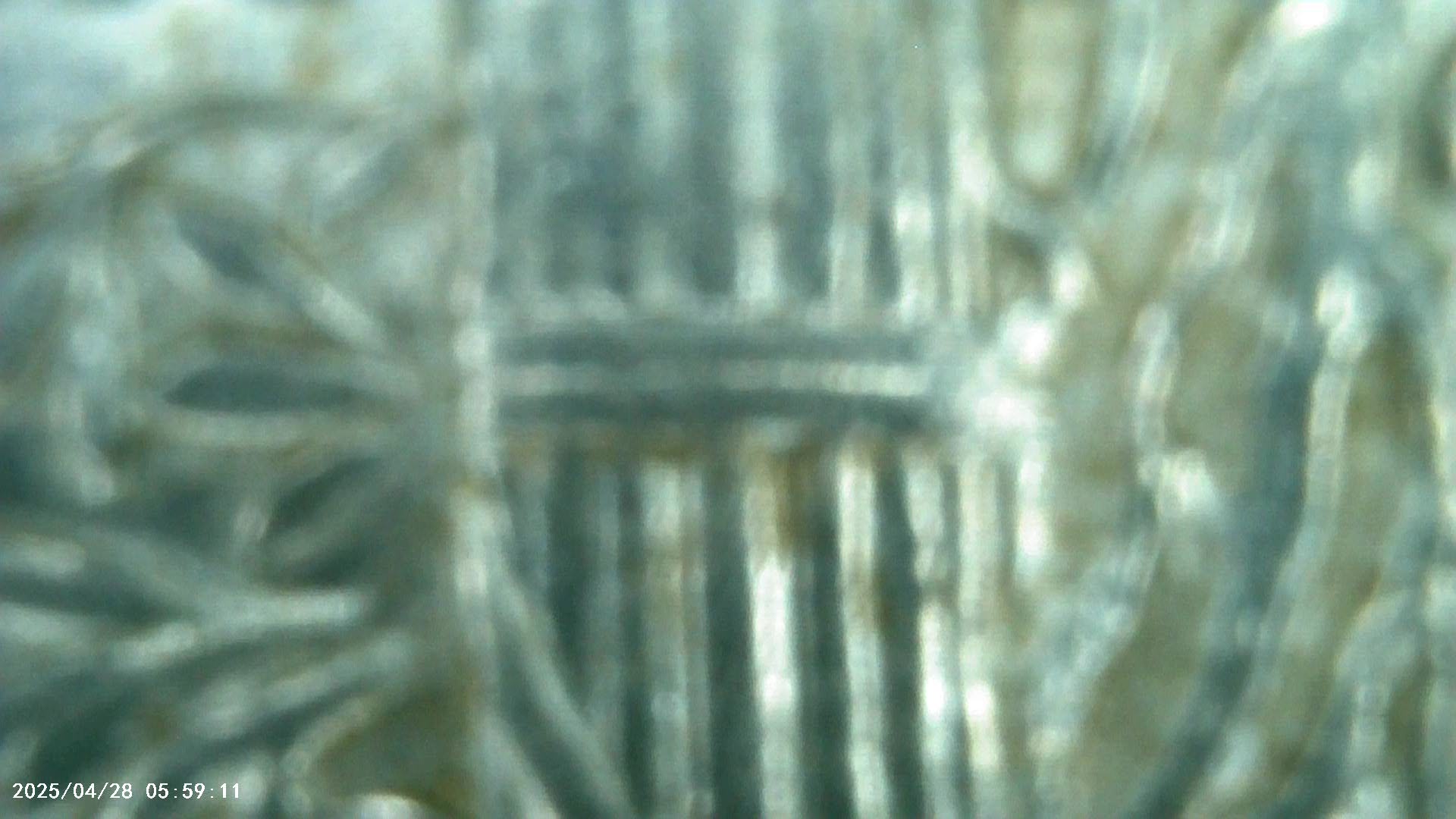1942-S--Mercury-Dime-Grade-Opinion