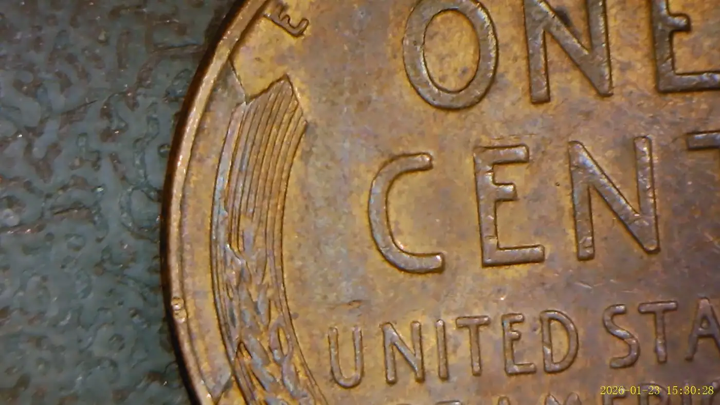 1950-D-LWC-With-Possible-Cud?