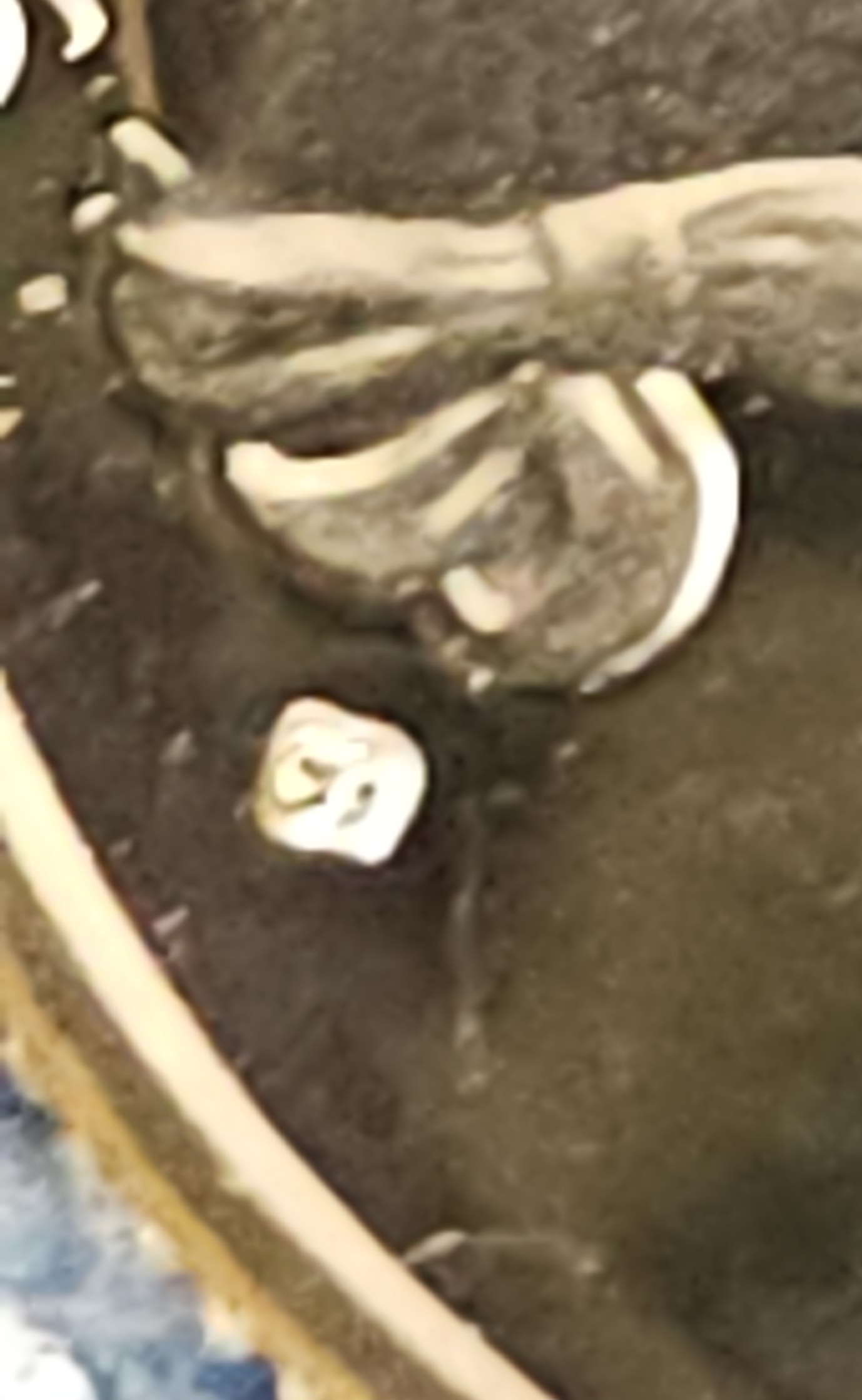 1776-1976-S-Bicentennial-Silver-Quarter-Grade-And-Identification-Help