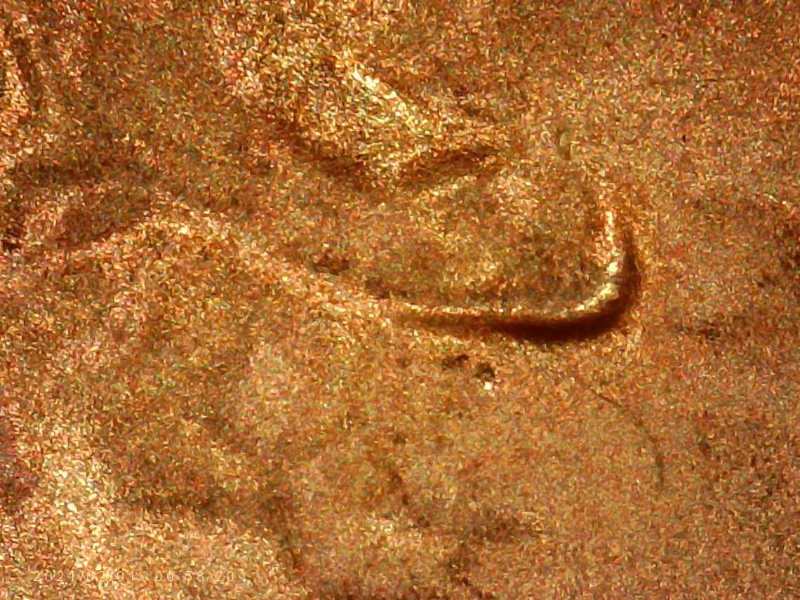 2///-2021-LSC.-Earlobe-And-Die-Chips.are-They-Norm,?