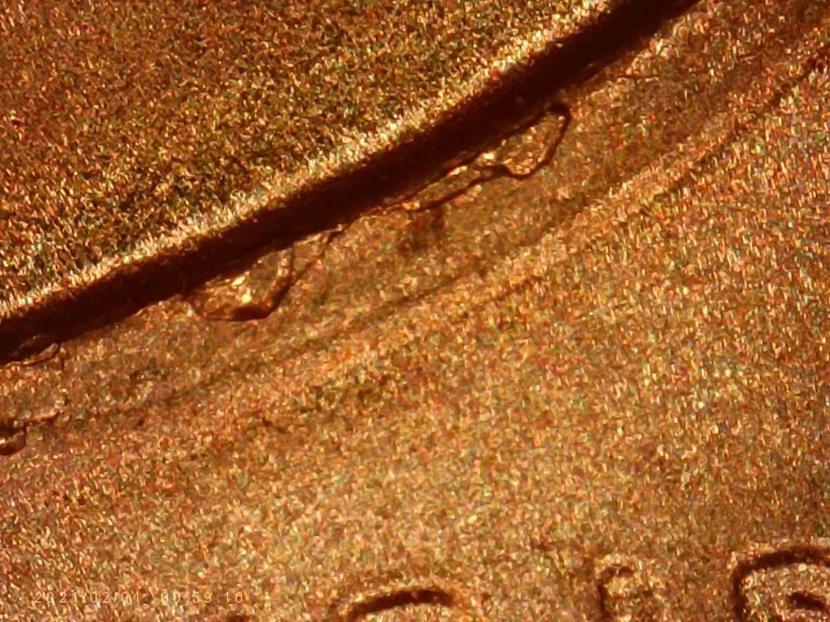 2///-2021-LSC.-Earlobe-And-Die-Chips.are-They-Norm,?