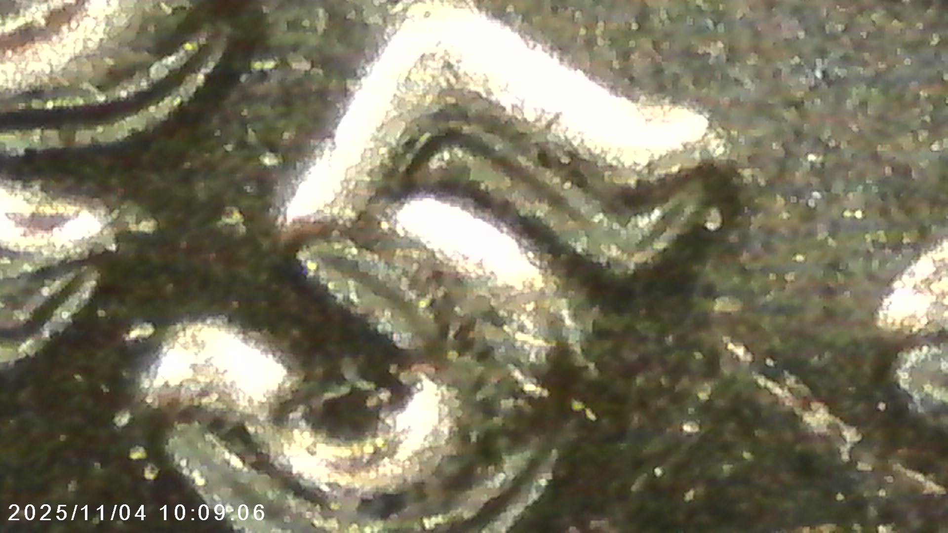 2025-D-Jefferson-Nickel-Error?