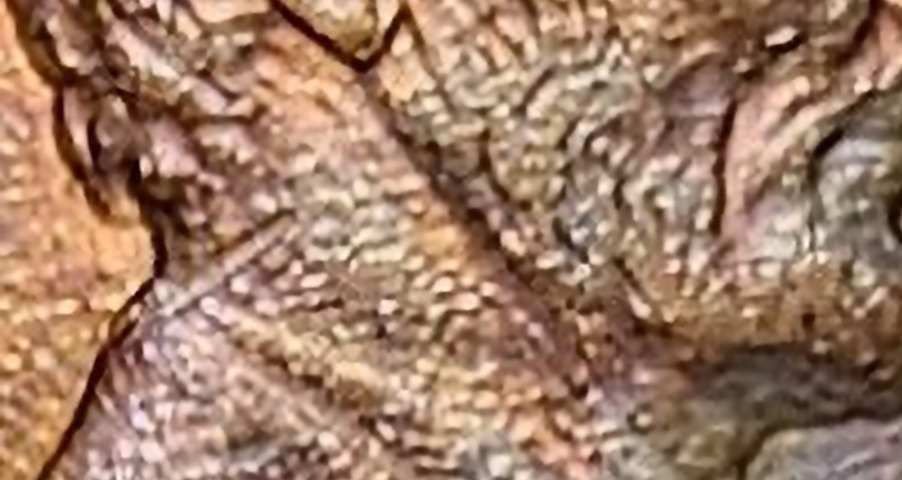 1991-LMC-Thoughts-About--Neck