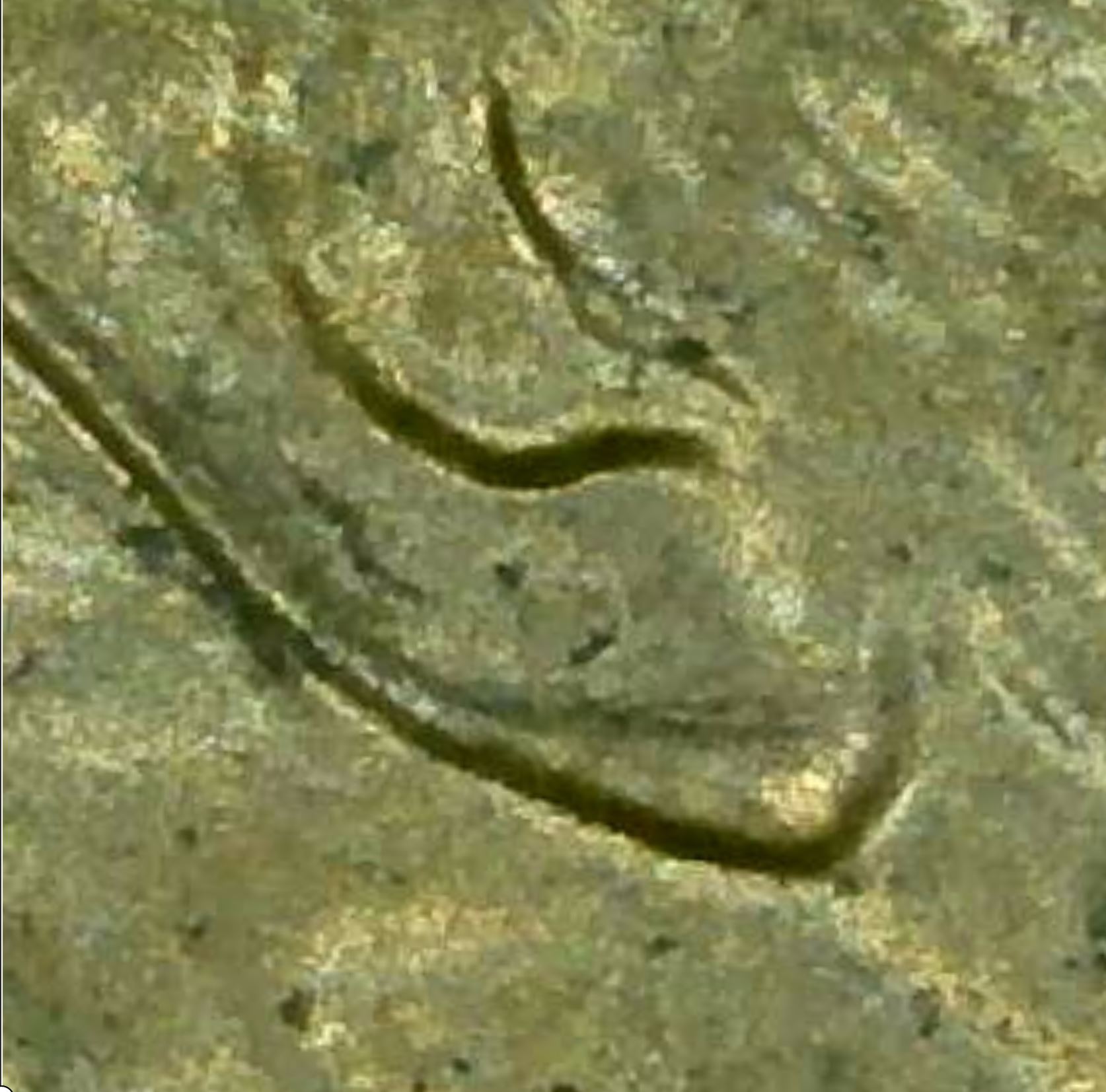 Is-This-A-1997-Double-Ear-Cent?