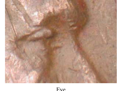 1927-Wheat-Pennies---DDO?