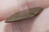 Type-II-LMC---Off-Center-Brockage-Or-Cap?