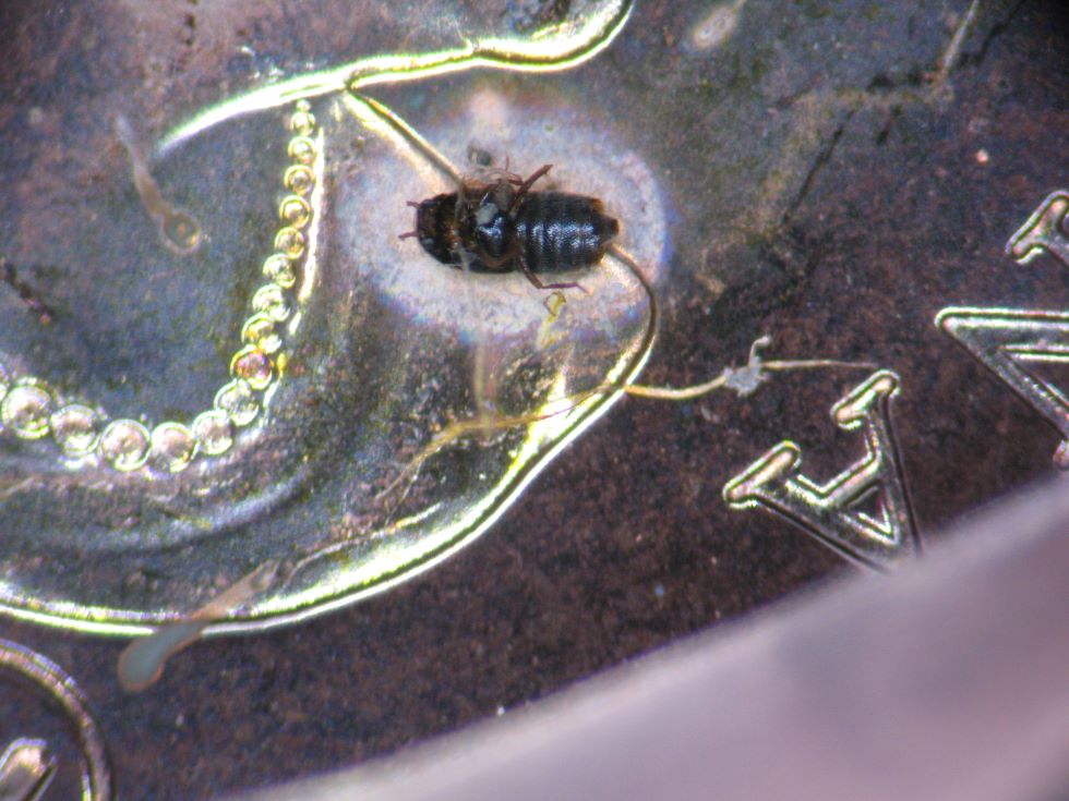 2011-Magnetic-1-Cent----Bug-#2---Stuck-On-And-Struck-In