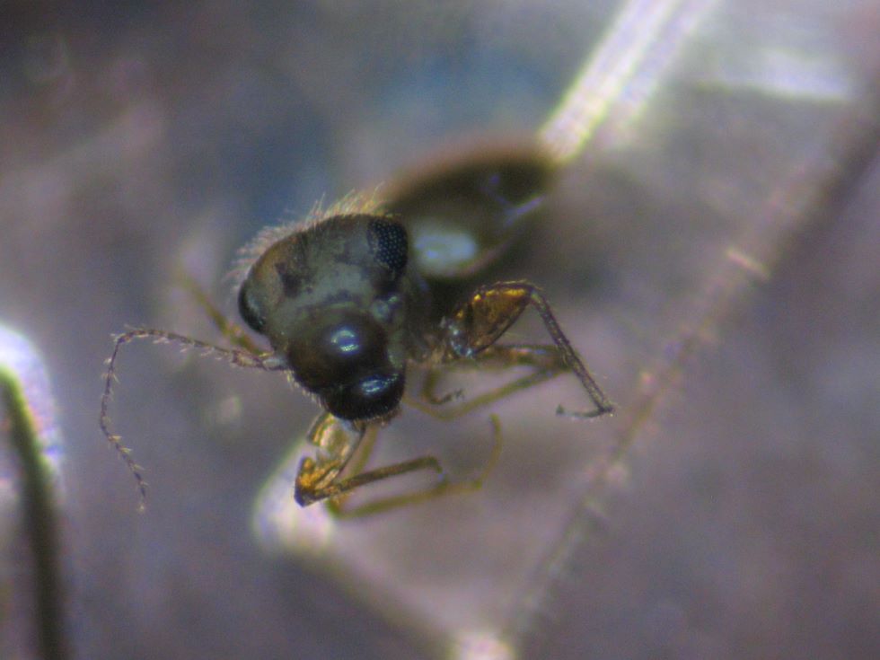 2011-Magnetic-1-Cent----Bug-#2---Stuck-On-And-Struck-In