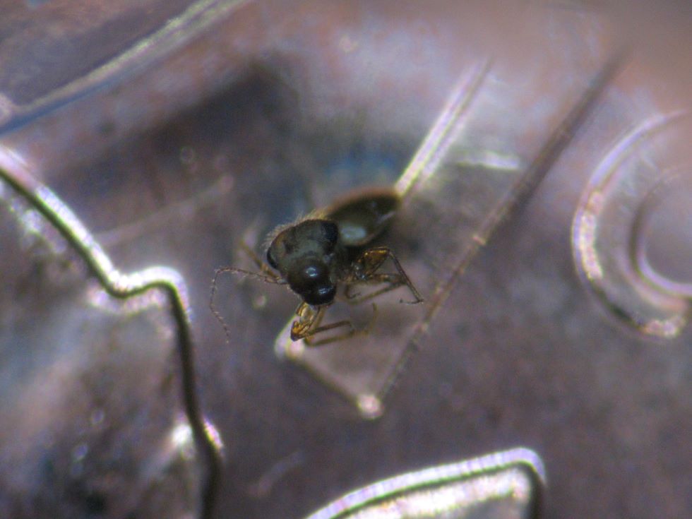 2011-Magnetic-1-Cent----Bug-#2---Stuck-On-And-Struck-In