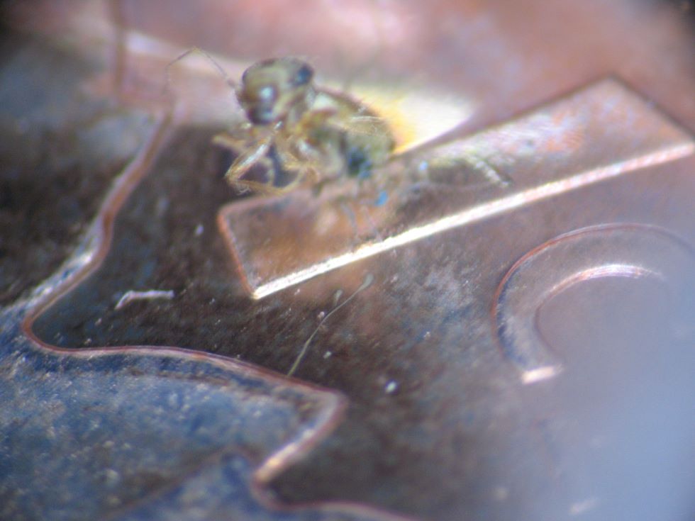 2011-Magnetic-1-Cent----Bug-#2---Stuck-On-And-Struck-In