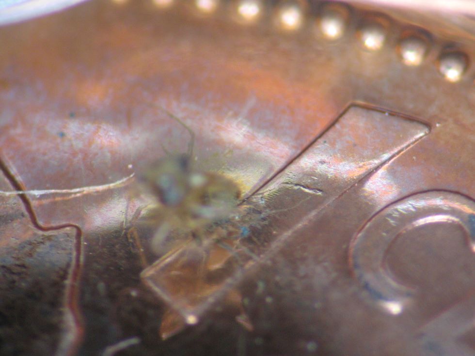 2011-Magnetic-1-Cent----Bug-#2---Stuck-On-And-Struck-In