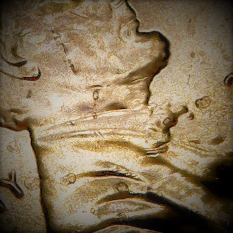 Lincoln-Cent-Double-Bow-Tie?