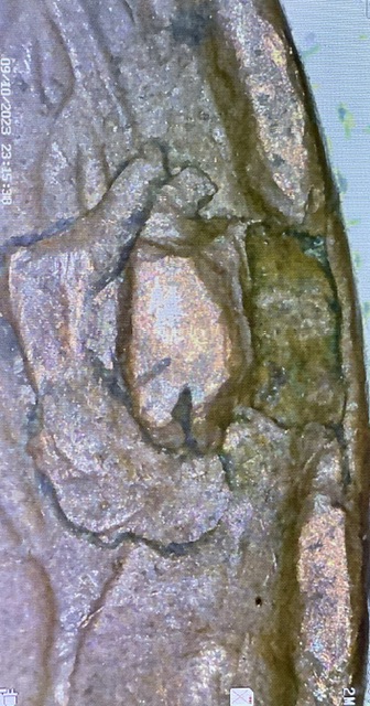 1954-D-Wheat-Penny-Large-Lamination-Error