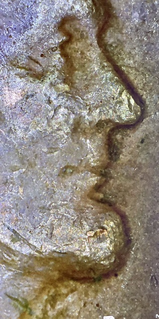 1955-Wheat-Penny-Triple-Lip