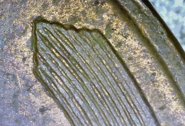 1956-D-Wheat-Penny-Possible-DDR
