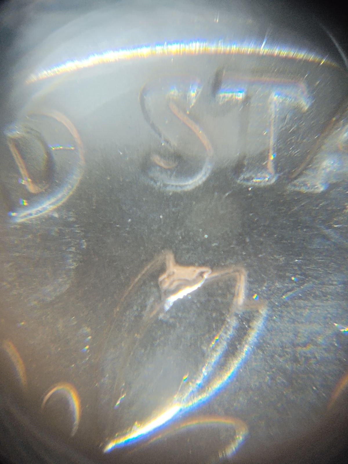 2023-P-Roosevelt-Dimes-Chip-Or-Idb