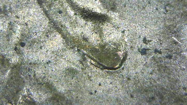 2015-D-LSC-Is-This-DDO-002?