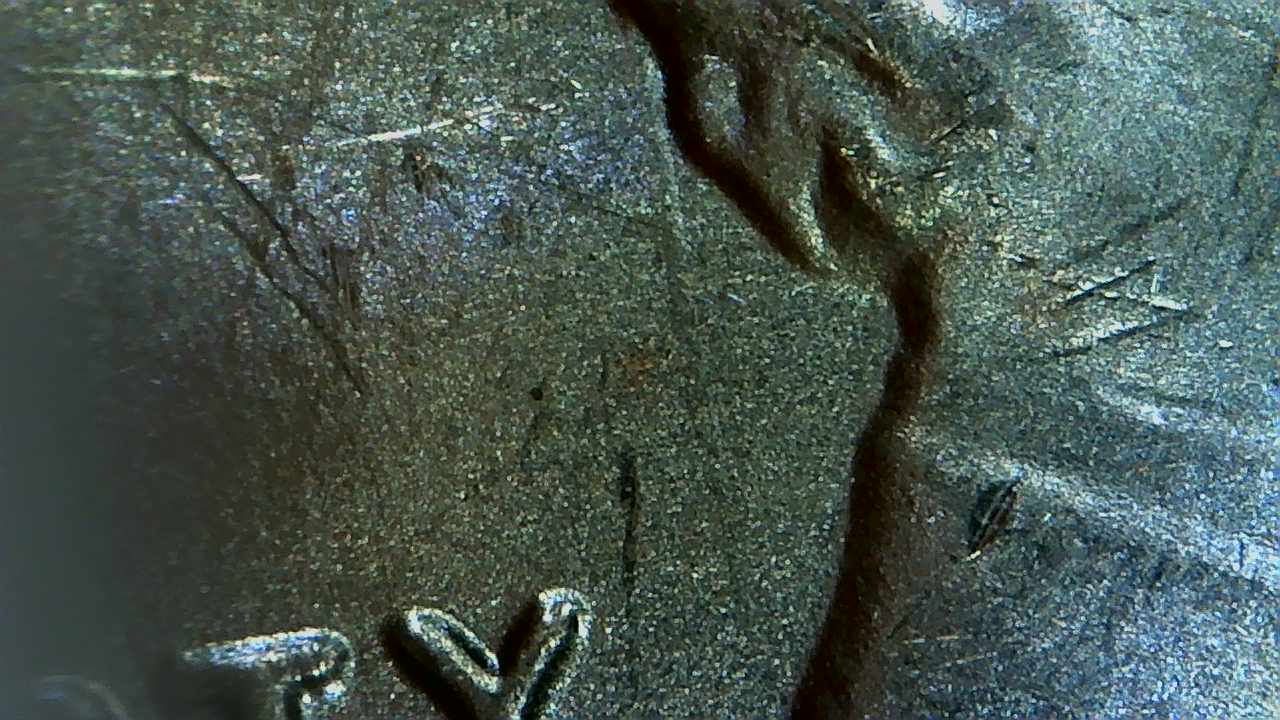 My-Coin-Roll-Hunting-Finds