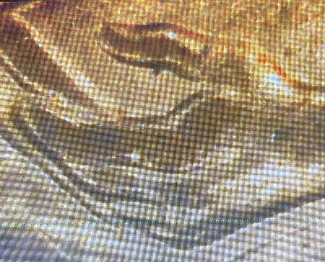 2009-D-Lincoln-Cent-DDR-?