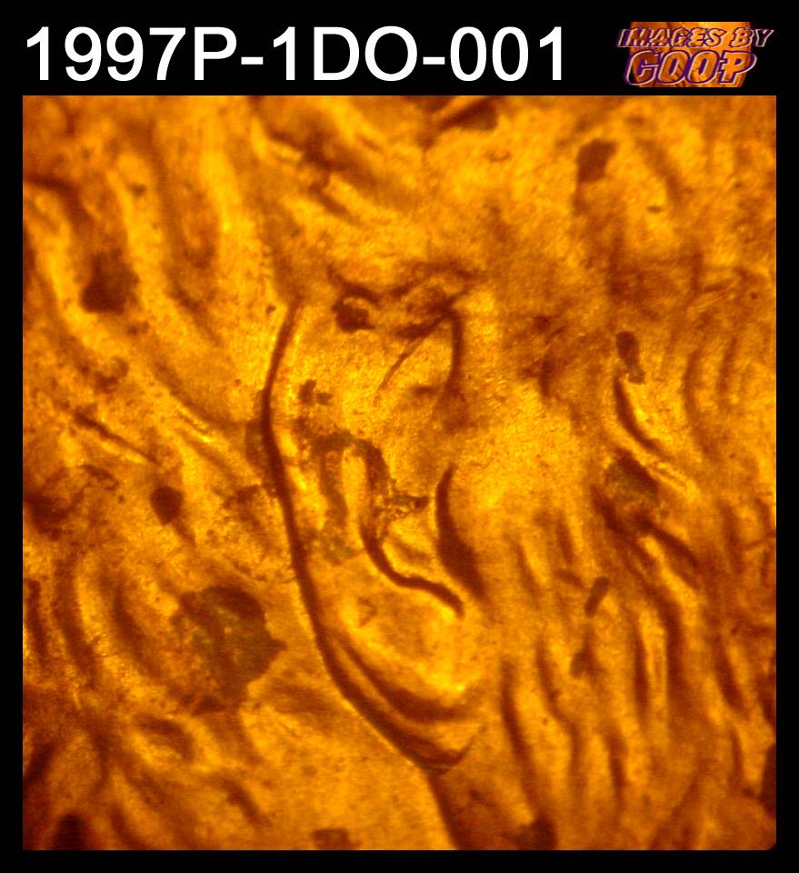 1997-LMC-DDO/Double-Ear-Variety