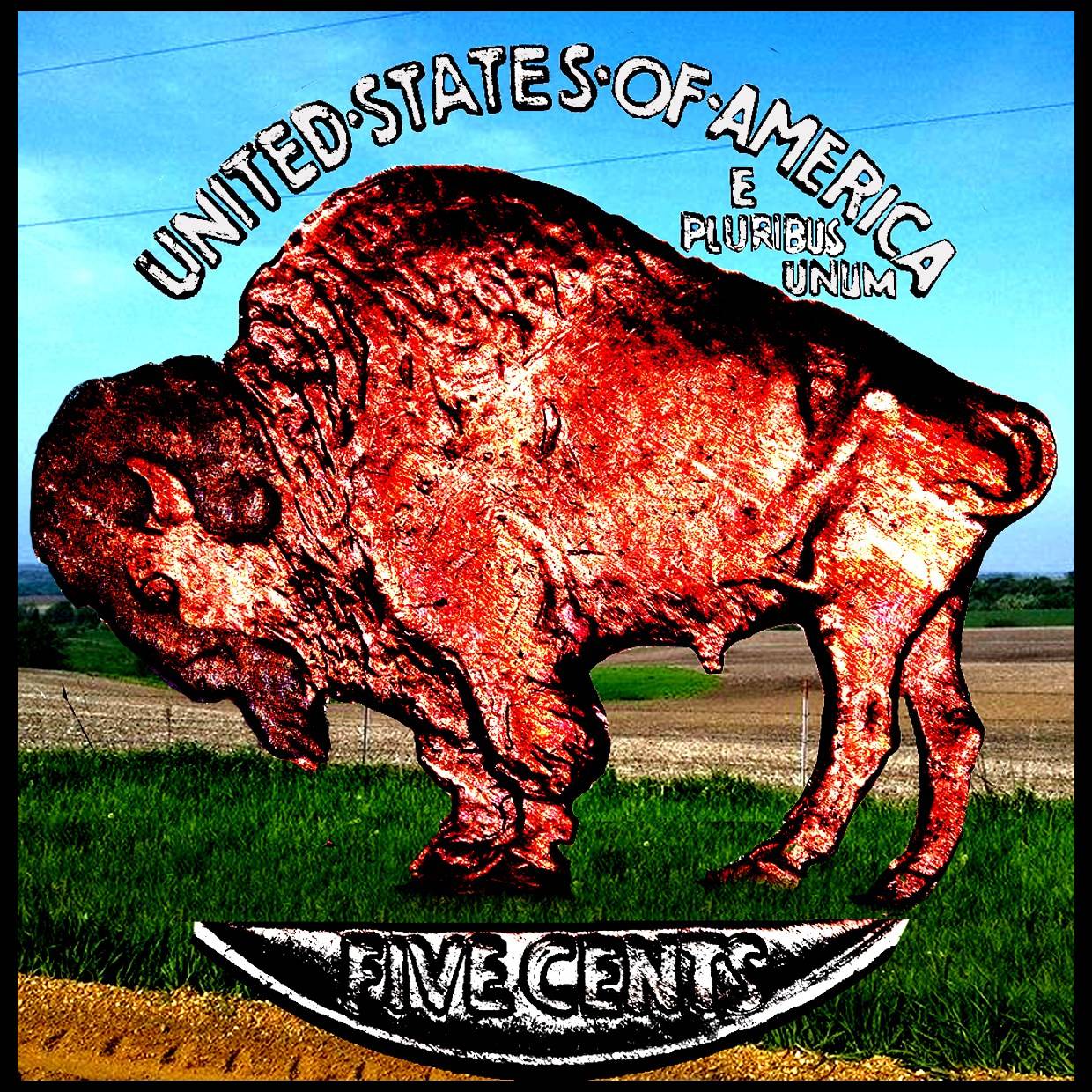 Buffalo-Back-On-The-Plain