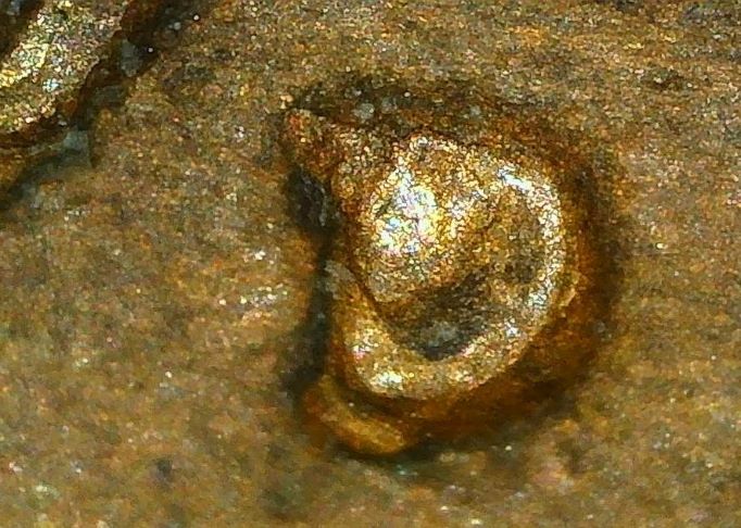 1949-D--Lincoln-Wheat-Cent