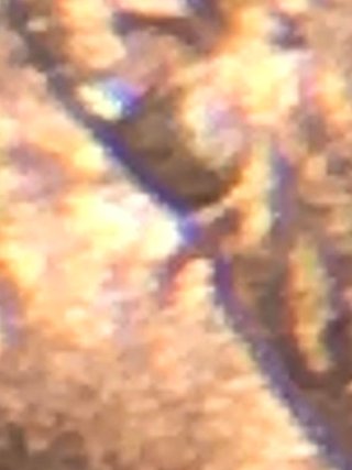2003-Lincoln-Cent,-Die-Chip-Or-DDO-Of-The-Ear?