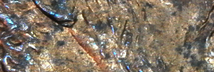 1999-LMC-Double-Ear?-Help-Please