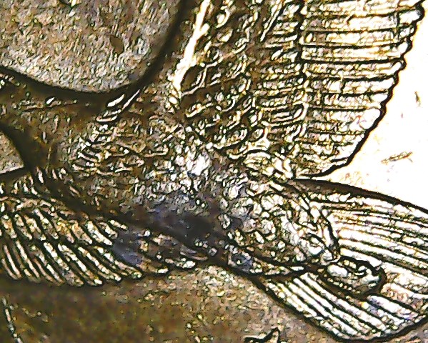 2000-P-Sacagewea-Coin-,-Is-This-A-Cheerio-Coin?-I-Added-Another-Coin-Please?