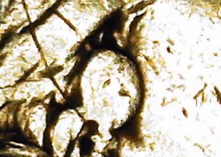 2000-D-Sacagawea-Dollar--Need-Help-Verifying-If-This-Worn-Coin-Is-A-Greaser-As-Well