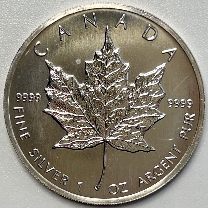 Silver-Maple-With-Both-Sides-Showing-The-Reverse