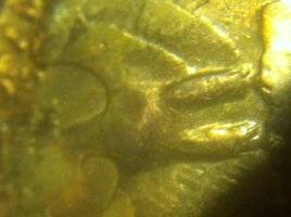 Very-Interesting-1967-Gold-Toned-Quarter