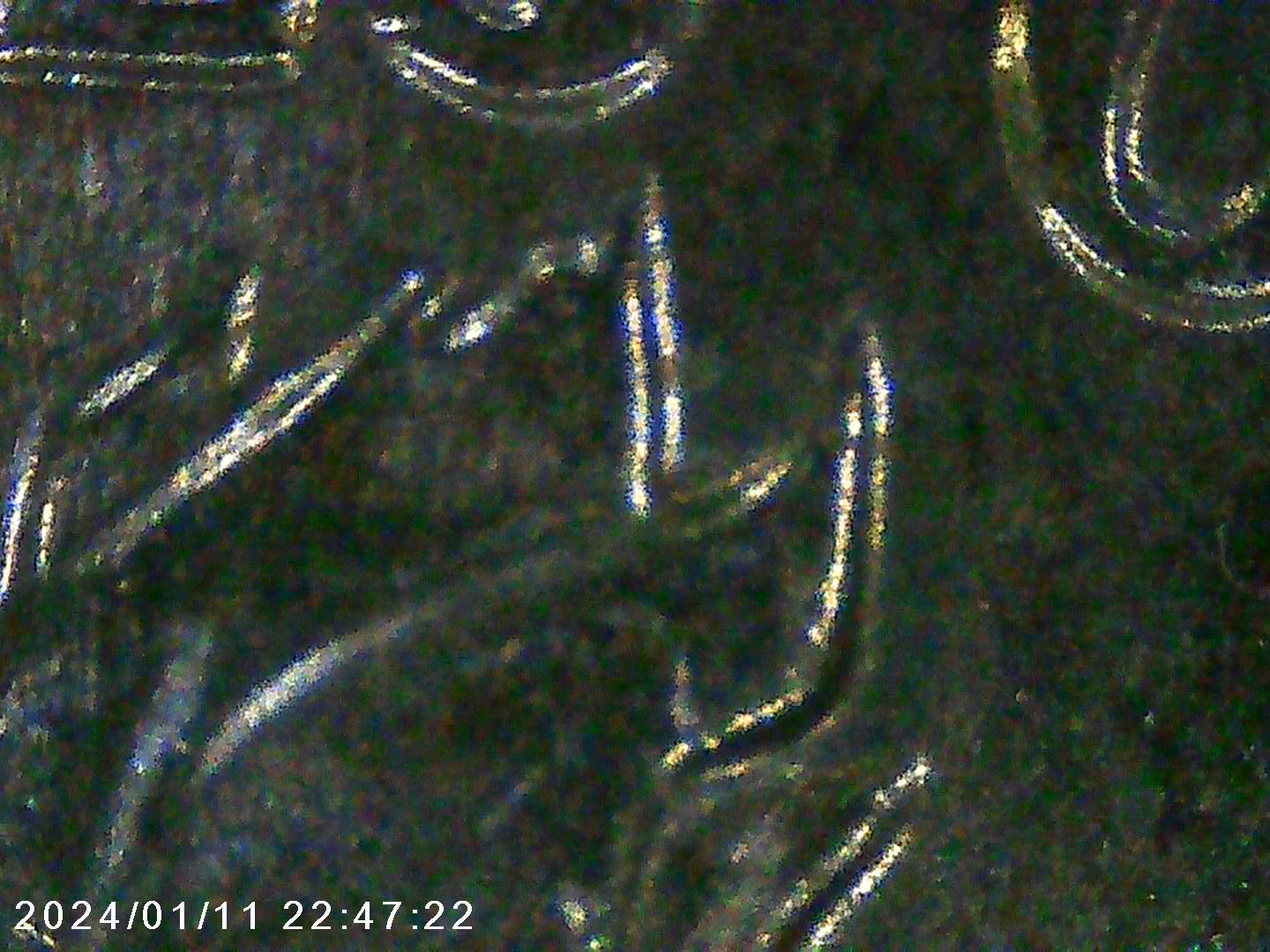 2020-P-Roosevelt-Dime-?type-Of-Doubling?