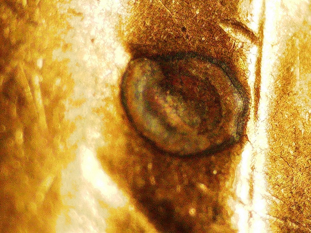 1959-D-LMC---Struck-Thru-Dropped-Filling?