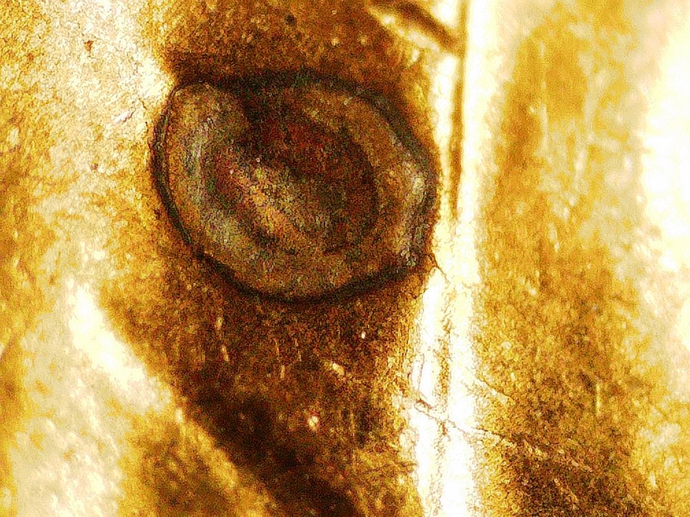 1959-D-LMC---Struck-Thru-Dropped-Filling?