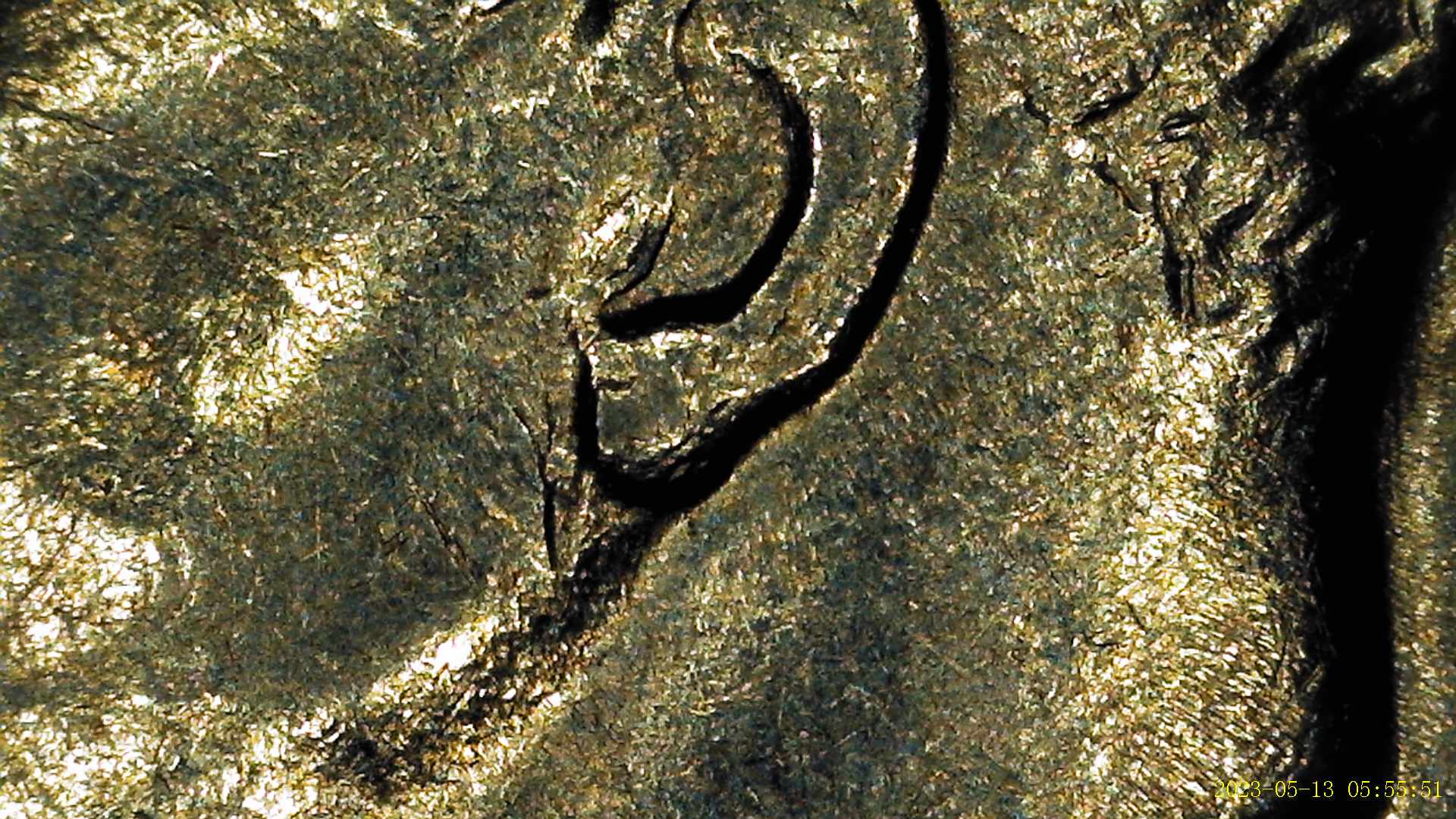 1976-Dime-Reverse-Torch-And--Front-Ear-Location-Different