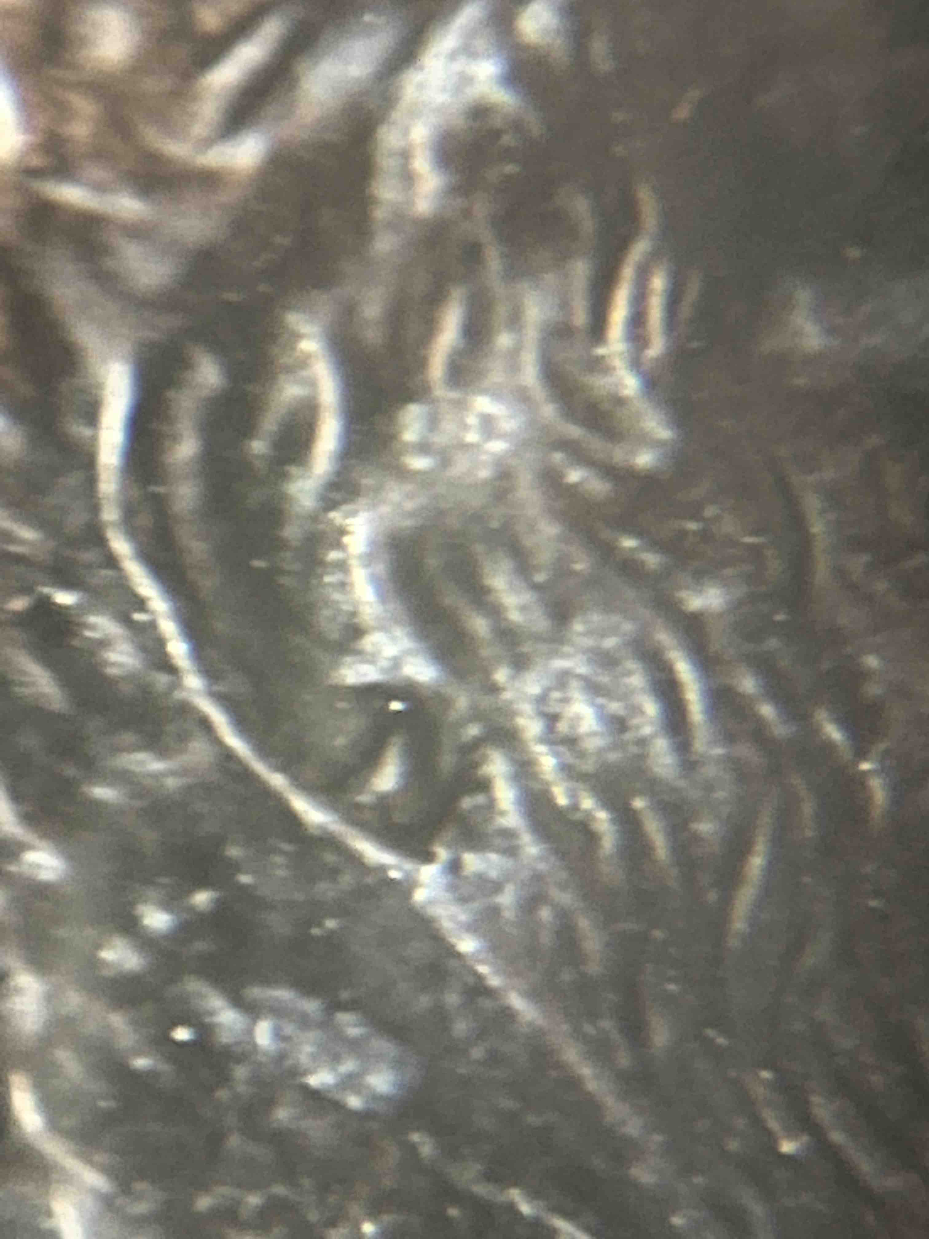 1998-Lincoln-Penny-Double-Ear-Maybe-?