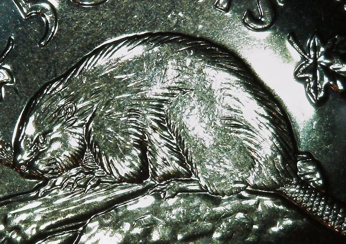 1964-Bare-Beaver--Or-Is-It-Bald