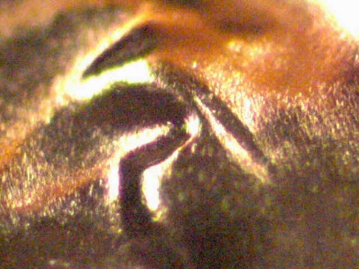 2006-D-Lincoln-Memorial-Cent-W/-Die-Gouge-Near-Eye-Lid?