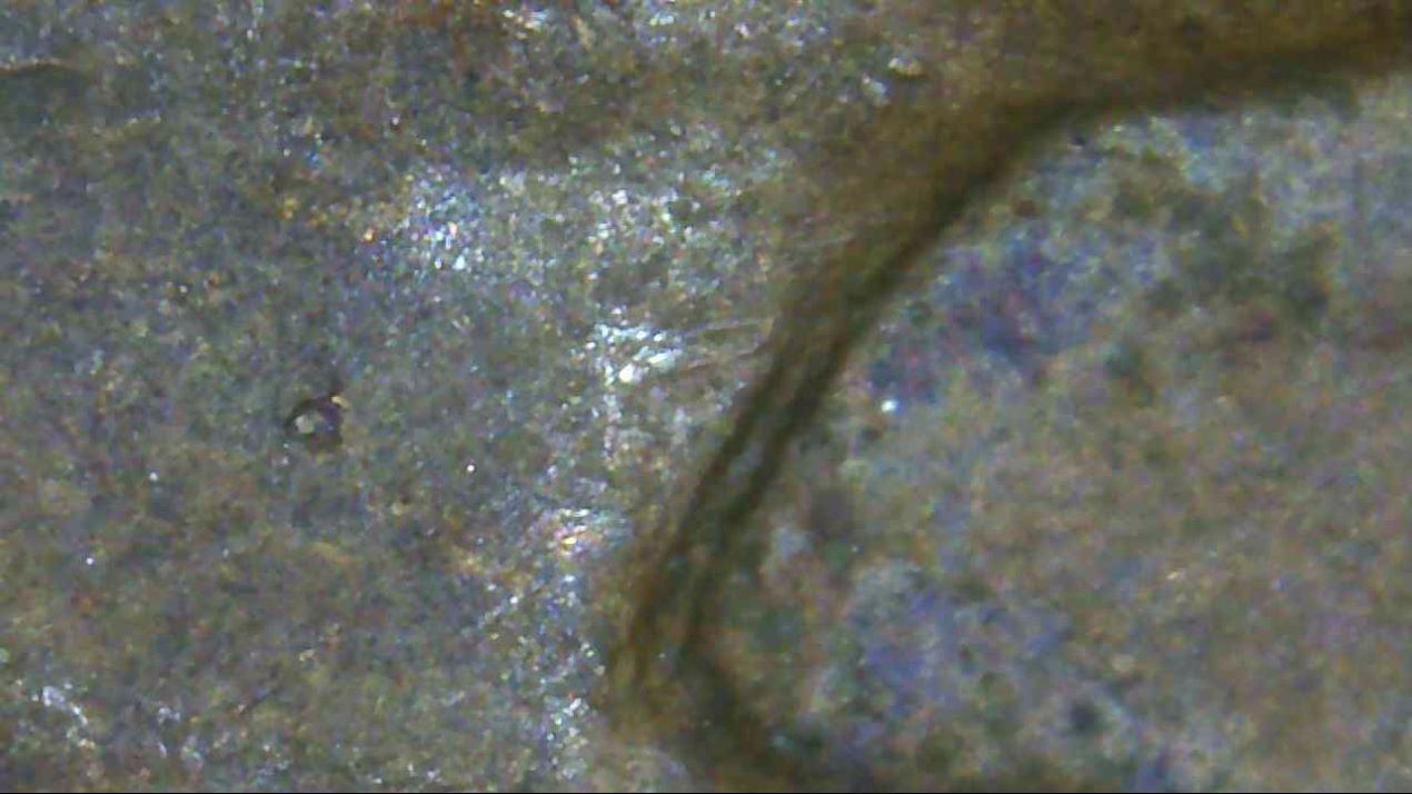 1959-D-Penny-Extra-Eyelid?