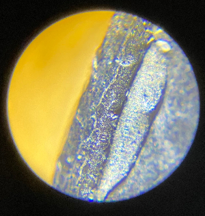 2016-P-Jefferson-Nickel-Cuds?