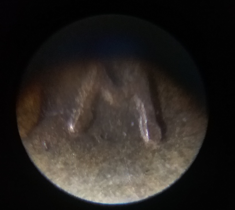 1958-D-Wheat-Penny-Possible-DDR-Need-Opinion-Please