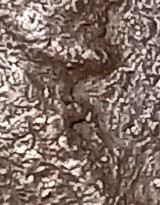 1950?-Wheat-Penny.-Odd-One