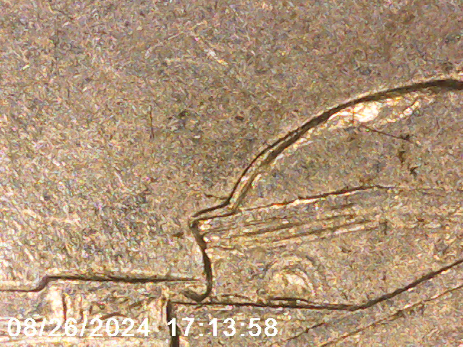 1999-P-Nickel-Full-Of-MDS-Or-Are-They-DDs?